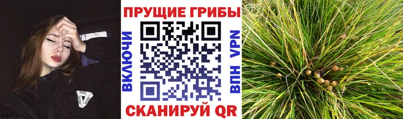 Псилоцибиновые грибы MAGIC MUSHROOMS  Брюховецкая 